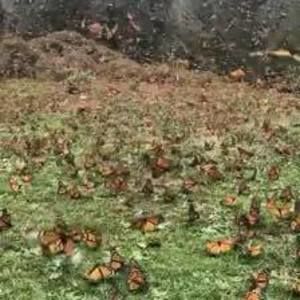 Meet your Posher, Heloisa